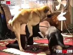 Xxx with animals wife does orgy with dogs